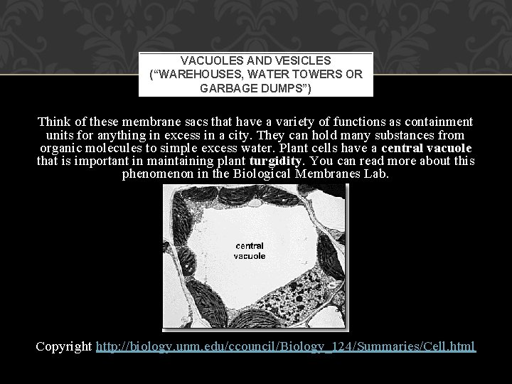 VACUOLES AND VESICLES (“WAREHOUSES, WATER TOWERS OR GARBAGE DUMPS”) Think of these membrane sacs