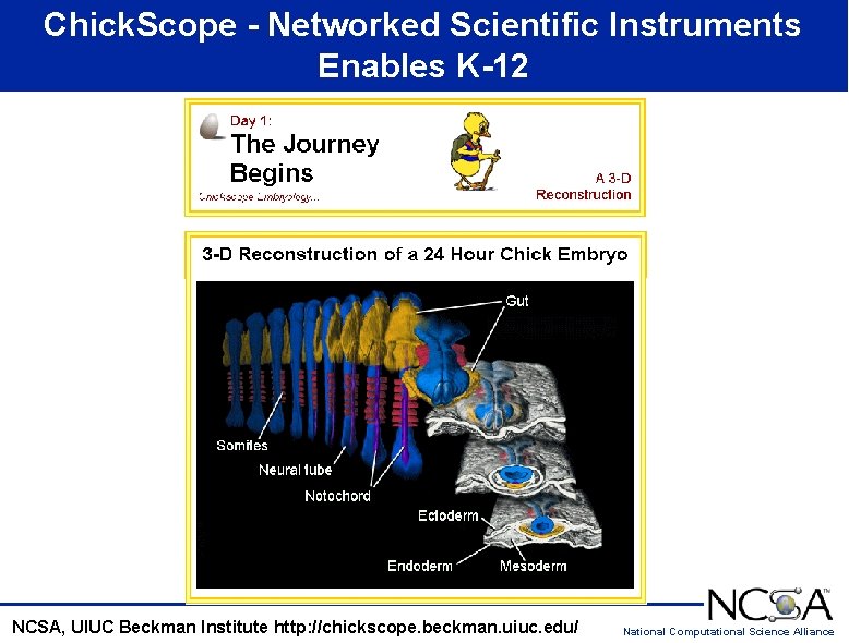 Chick. Scope - Networked Scientific Instruments Enables K-12 NCSA, UIUC Beckman Institute http: //chickscope.