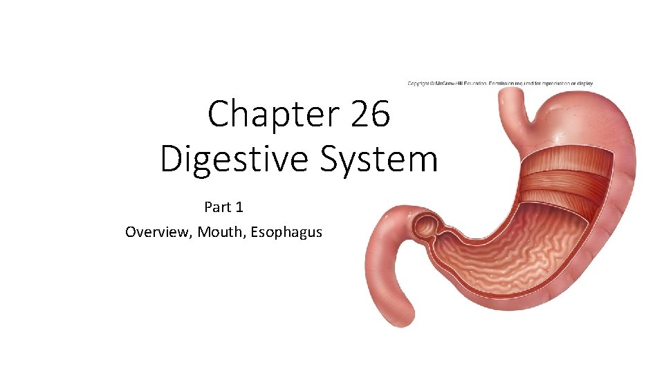 Chapter 26 Digestive System Part 1 Overview, Mouth, Esophagus 