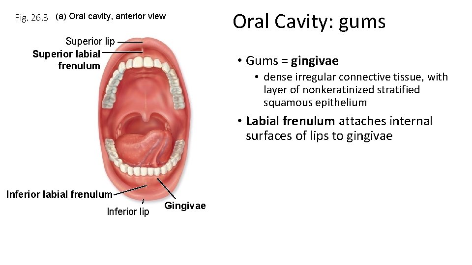 Fig. 26. 3 (a) Oral cavity, anterior view Superior lip Superior labial frenulum Oral