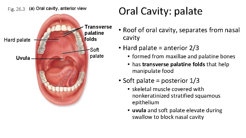 Oral Cavity: palate Fig. 26. 3 (a) Oral cavity, anterior view Hard palate Uvula
