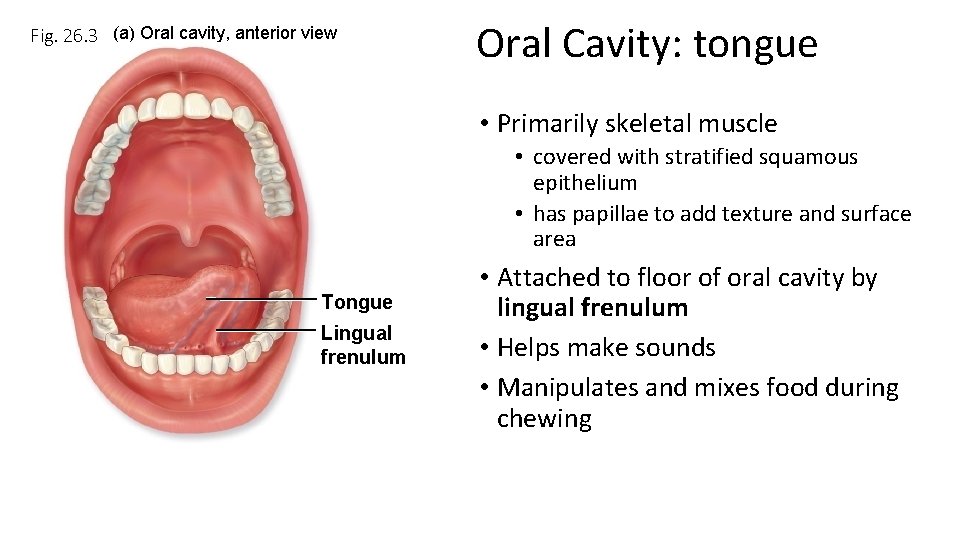 Fig. 26. 3 (a) Oral cavity, anterior view Oral Cavity: tongue • Primarily skeletal