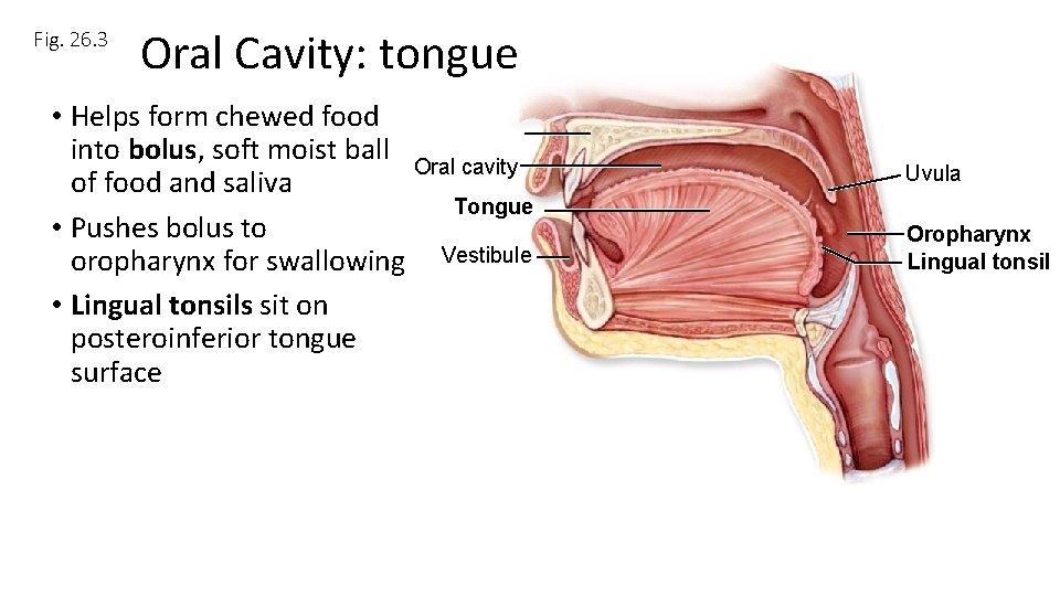 Fig. 26. 3 Oral Cavity: tongue • Helps form chewed food into bolus, soft