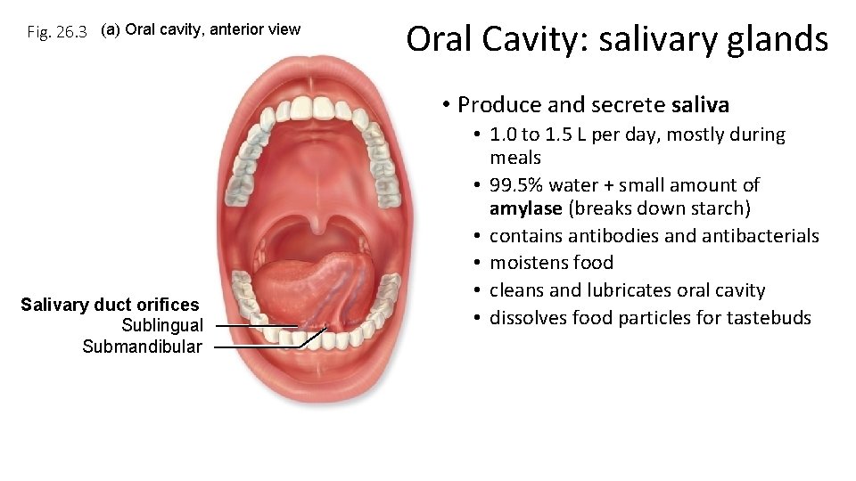 Fig. 26. 3 (a) Oral cavity, anterior view Oral Cavity: salivary glands • Produce