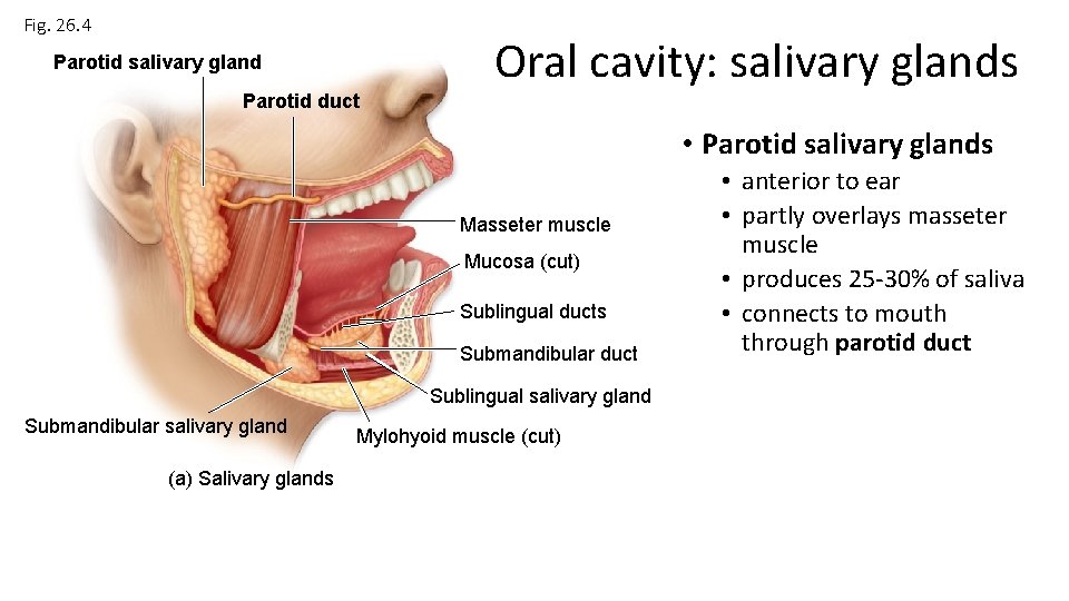Fig. 26. 4 Parotid salivary gland Parotid duct Oral cavity: salivary glands • Parotid
