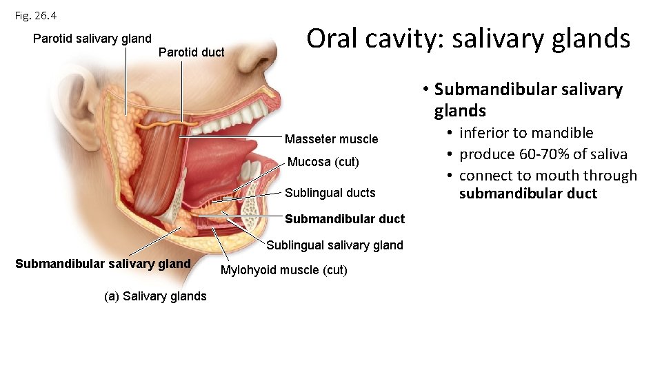 Fig. 26. 4 Parotid salivary gland Parotid duct Oral cavity: salivary glands • Submandibular