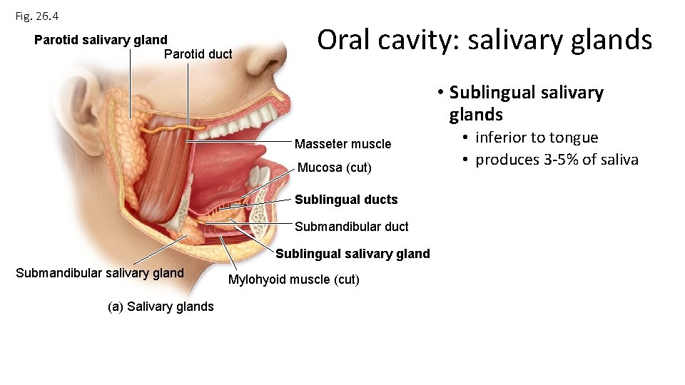 Fig. 26. 4 Parotid salivary gland Parotid duct Oral cavity: salivary glands • Sublingual