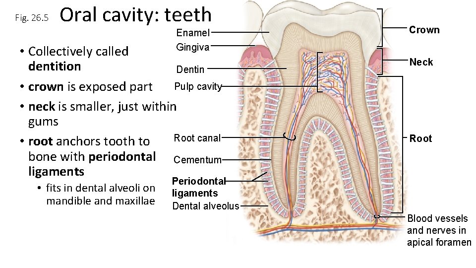 Fig. 26. 5 Oral cavity: teeth Enamel Gingiva • Collectively called dentition Dentin Pulp