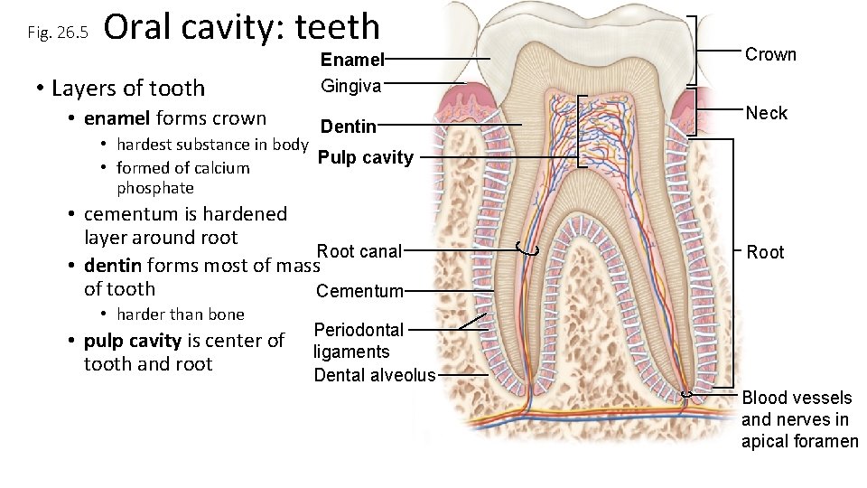 Fig. 26. 5 Oral cavity: teeth • Layers of tooth • enamel forms crown
