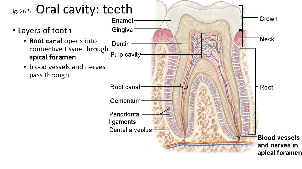 Fig. 26. 5 Oral cavity: teeth • Layers of tooth Enamel Gingiva Crown •