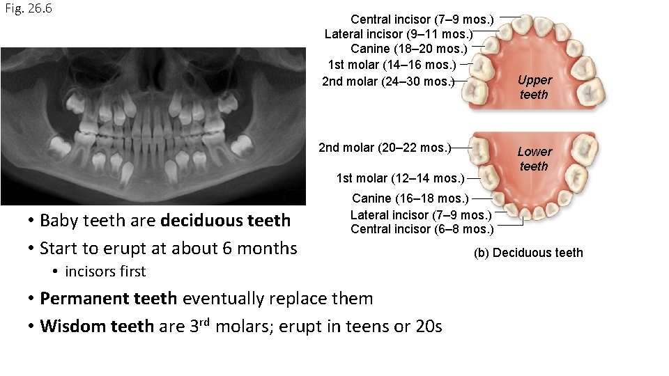 Fig. 26. 6 Central incisor (7– 9 mos. ) Lateral incisor (9– 11 mos.