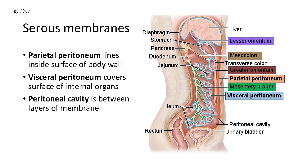 Fig. 26. 7 Serous membranes • Parietal peritoneum lines inside surface of body wall