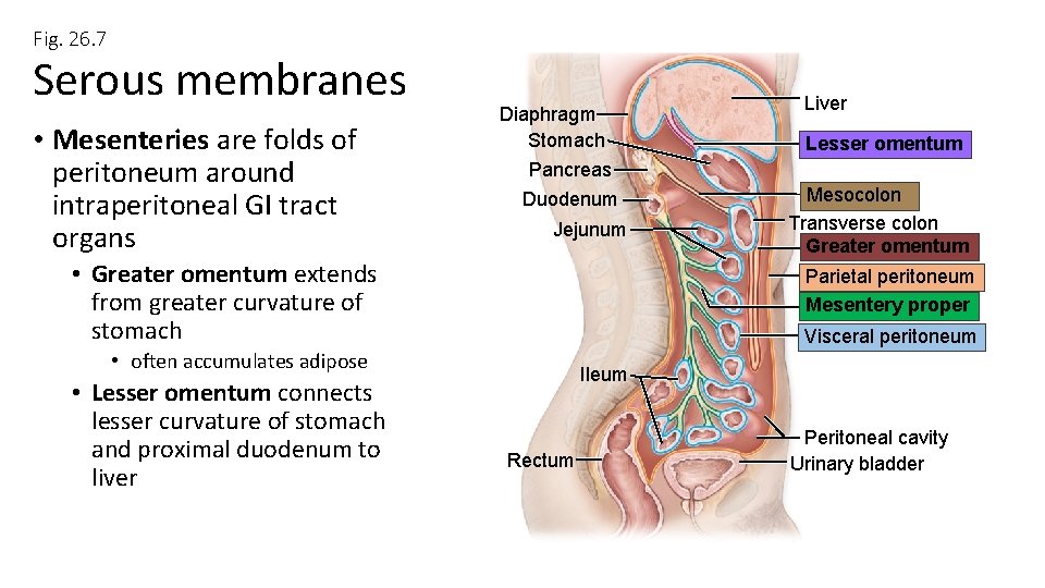Fig. 26. 7 Serous membranes • Mesenteries are folds of peritoneum around intraperitoneal GI