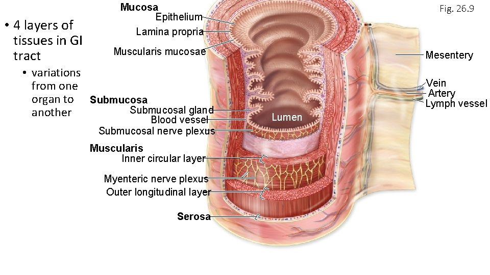 • 4 layers of tissues in GI tract Mucosa Epithelium Lamina propria Fig.