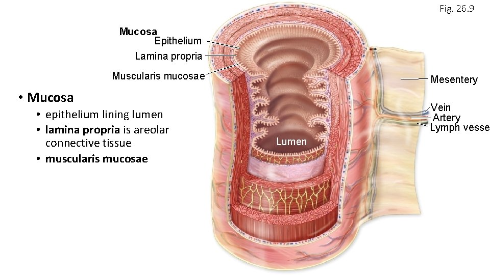 Fig. 26. 9 Mucosa Epithelium Lamina propria Muscularis mucosae Mesentery • Mucosa • epithelium
