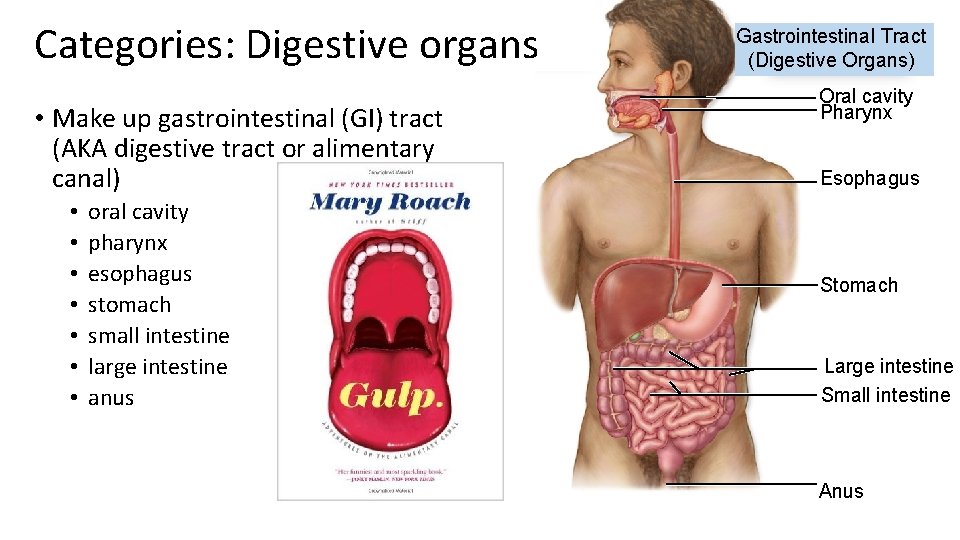 Categories: Digestive organs • Make up gastrointestinal (GI) tract (AKA digestive tract or alimentary