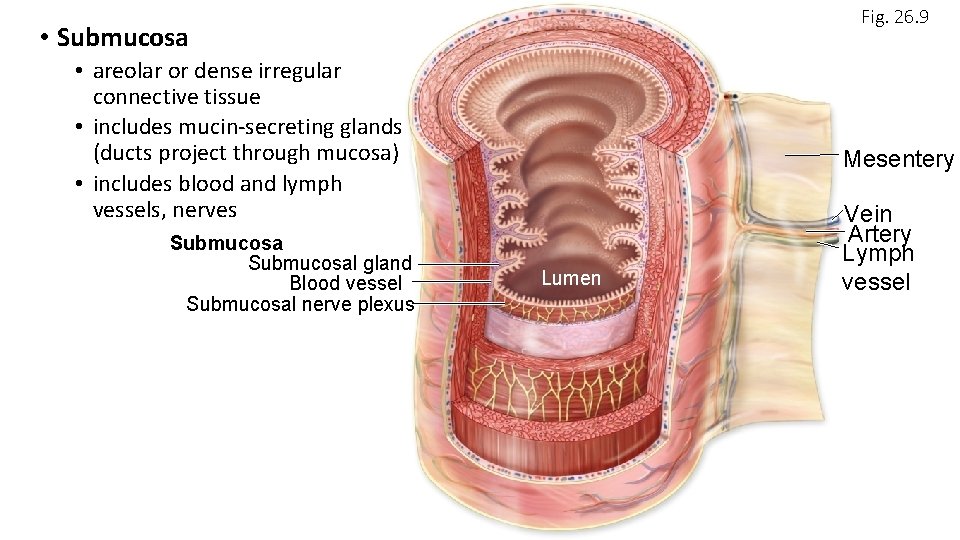 Fig. 26. 9 • Submucosa • areolar or dense irregular connective tissue • includes