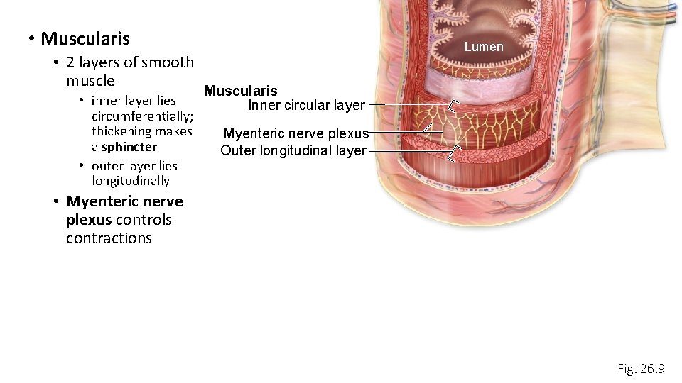  • Muscularis • 2 layers of smooth muscle • inner layer lies circumferentially;