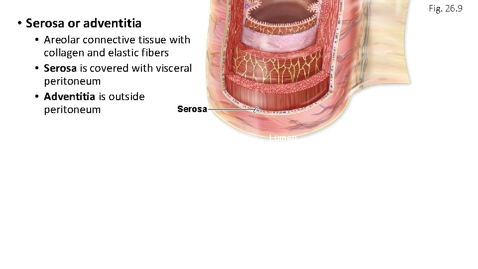 Fig. 26. 9 • Serosa or adventitia • Areolar connective tissue with collagen and