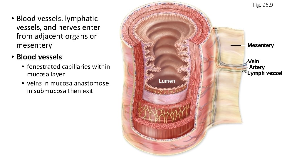 Fig. 26. 9 • Blood vessels, lymphatic vessels, and nerves enter from adjacent organs