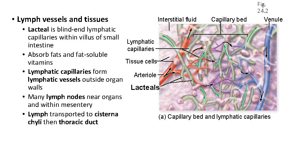  • Lymph vessels and tissues Interstitial fluid Capillary bed Fig. 24. 2 Venule
