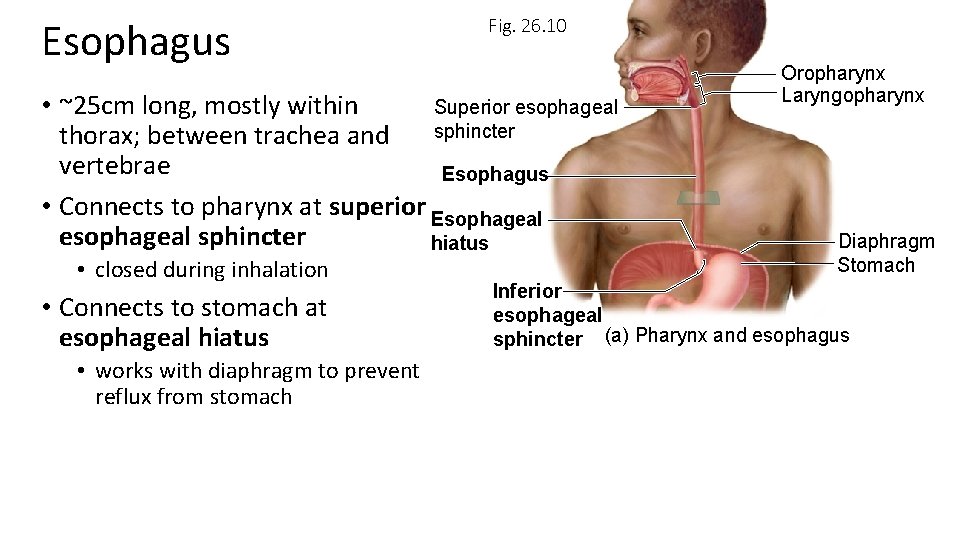 Esophagus Fig. 26. 10 • ~25 cm long, mostly within Superior esophageal sphincter thorax;