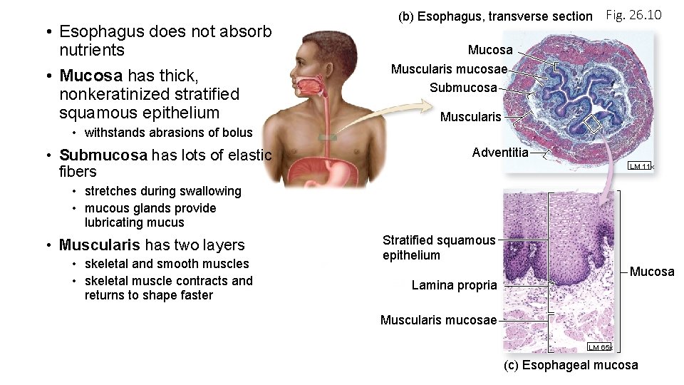  • Esophagus does not absorb nutrients • Mucosa has thick, nonkeratinized stratified squamous