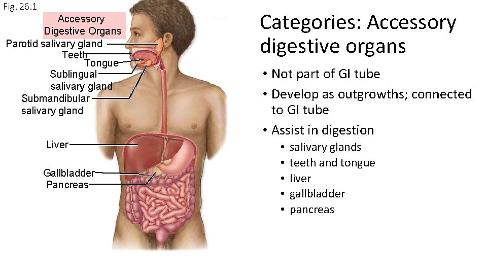 Fig. 26. 1 Accessory Digestive Organs Parotid salivary gland Teeth Tongue Sublingual salivary gland