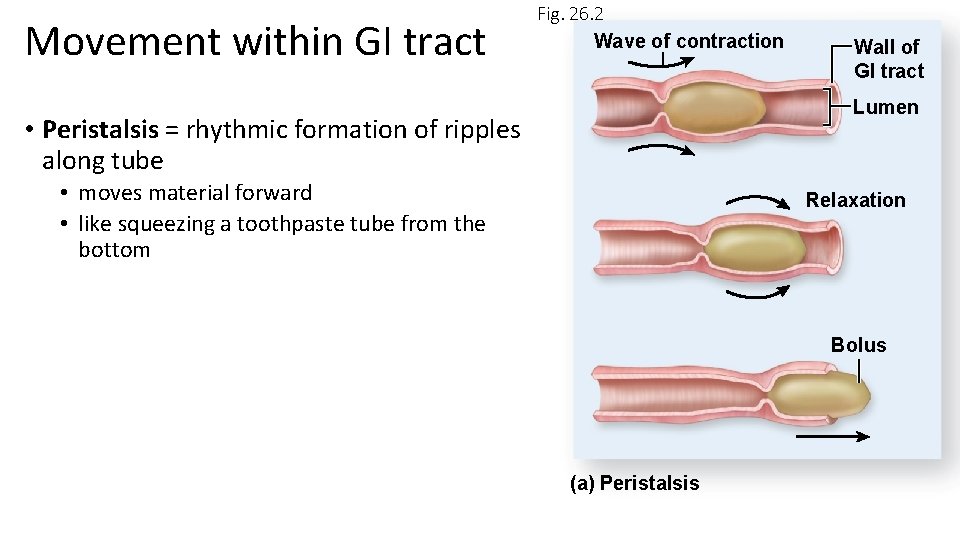 Movement within GI tract Fig. 26. 2 Wave of contraction Wall of GI tract