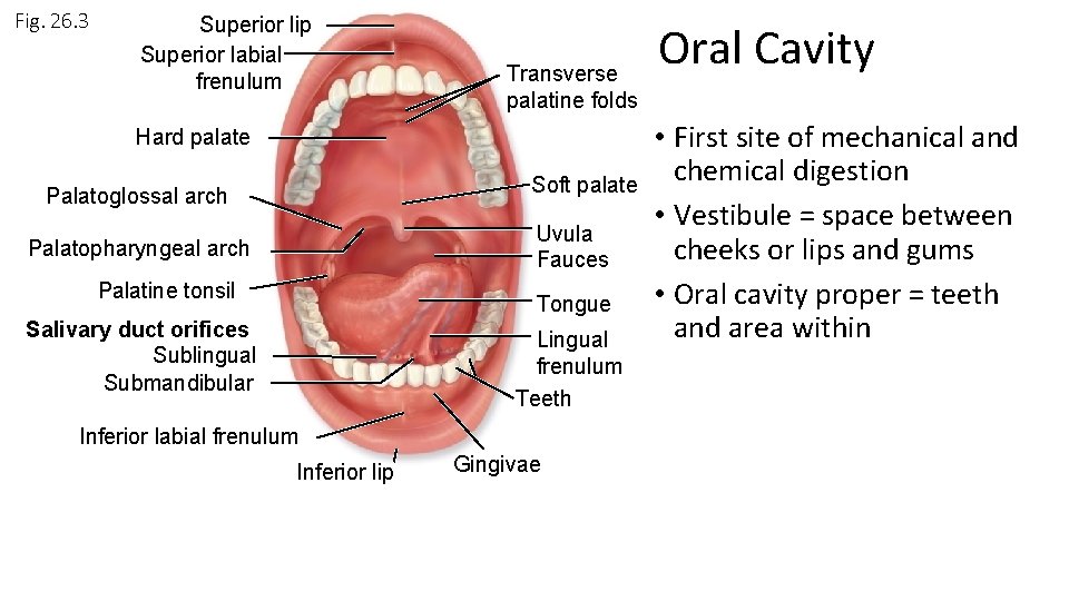 Fig. 26. 3 Superior lip Superior labial frenulum Transverse palatine folds Hard palate Soft