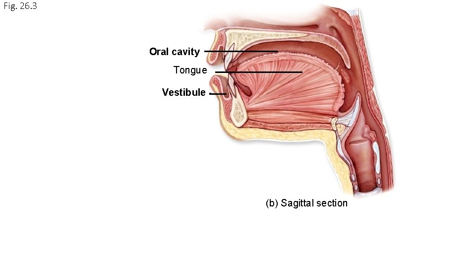 Fig. 26. 3 Oral cavity Tongue Vestibule (b) Sagittal section 