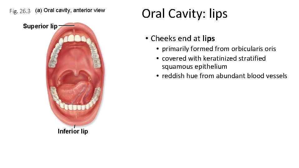 Fig. 26. 3 (a) Oral cavity, anterior view Oral Cavity: lips Superior lip •