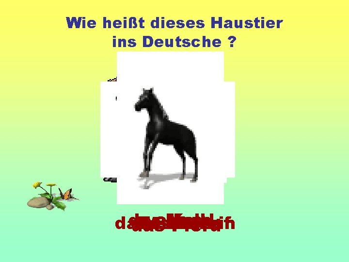 Wie heißt dieses Haustier ins Deutsche ? der das Hund Kalb das die das