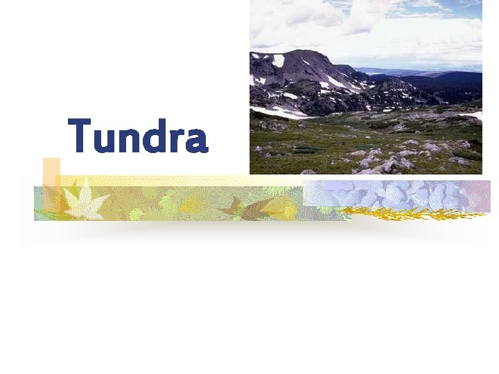 Tundra 