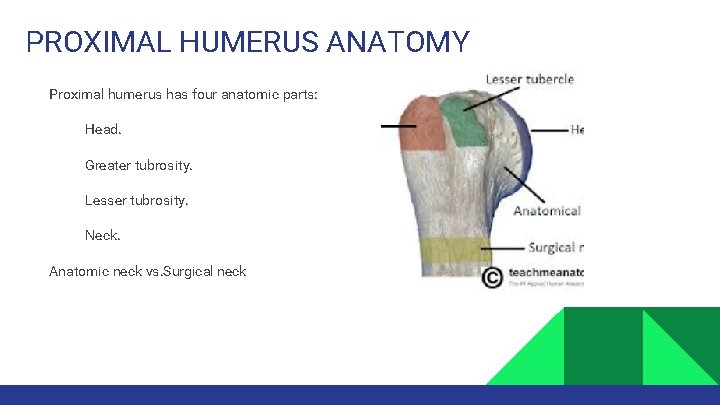PROXIMAL HUMERUS ANATOMY Proximal humerus has four anatomic parts: Head. Greater tubrosity. Lesser tubrosity.