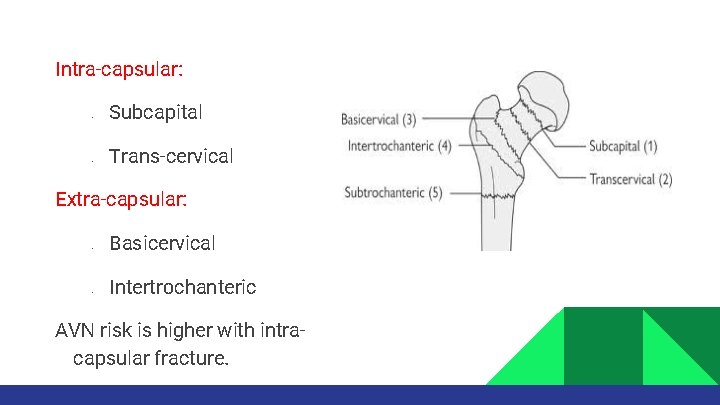 Intra-capsular: • • Subcapital Trans-cervical Extra-capsular: • • Basicervical Intertrochanteric AVN risk is higher