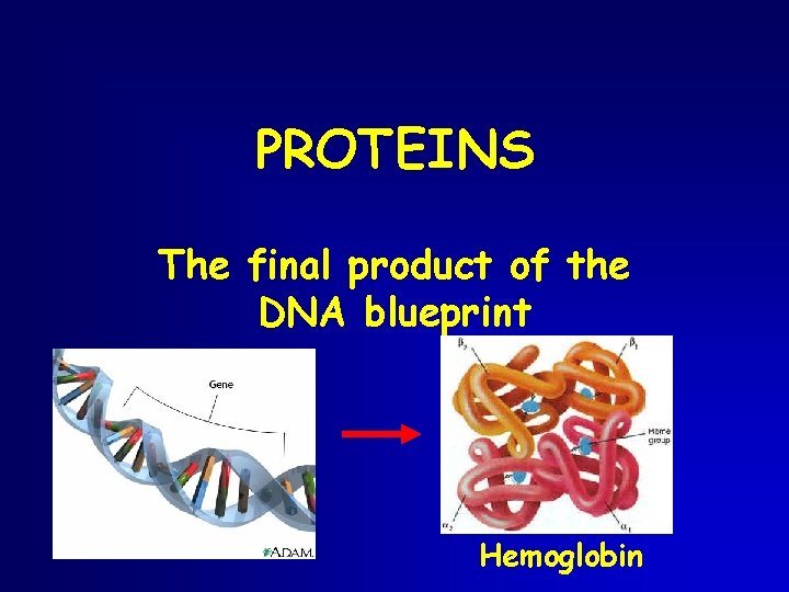 PROTEINS The final product of the DNA blueprint Hemoglobin 