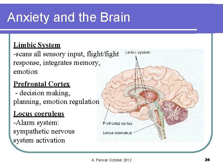 Anxiety and the Brain Limbic System -scans all sensory input, flight/fight response, integrates memory,