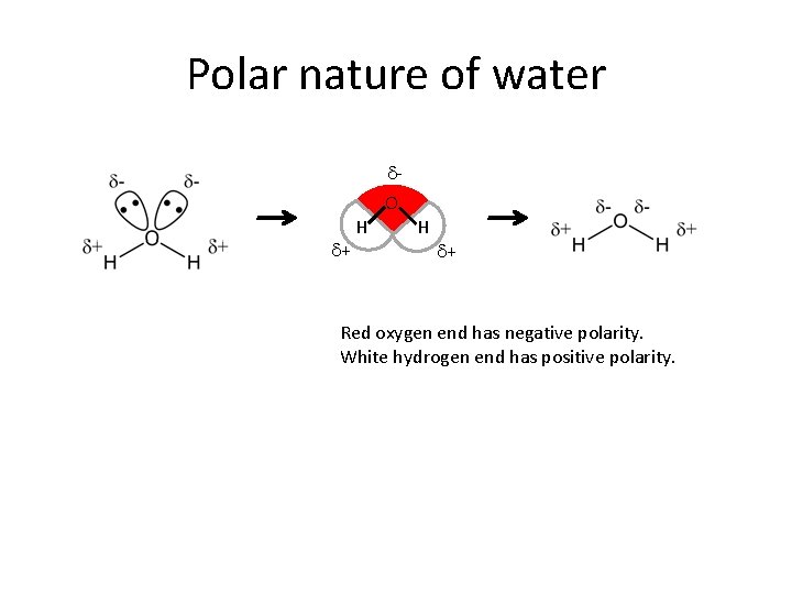 Polar nature of water d. O d+ H H d+ Red oxygen end has