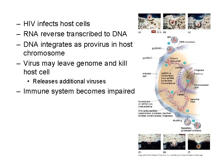 – HIV infects host cells – RNA reverse transcribed to DNA – DNA integrates