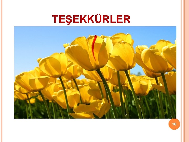 TEŞEKKÜRLER 16 