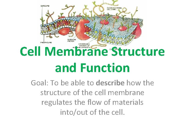 Cell Membrane Structure and Function Goal: To be able to describe how the structure
