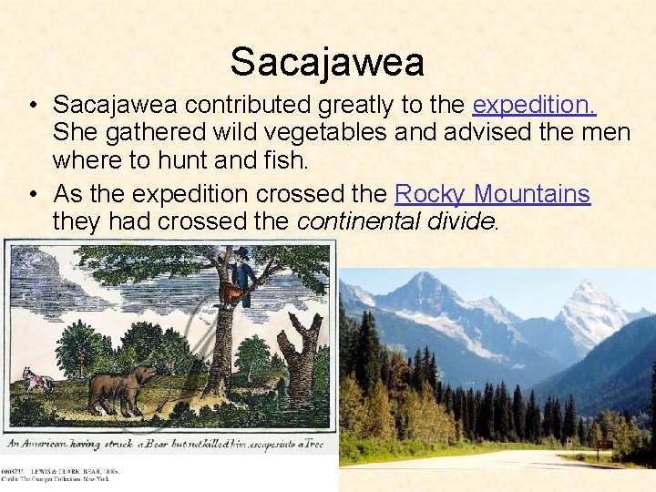 Sacajawea • Sacajawea contributed greatly to the expedition. She gathered wild vegetables and advised