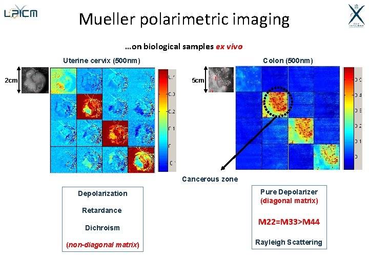 Mueller polarimetric imaging …on biological samples ex vivo Colon (500 nm) Uterine cervix (500