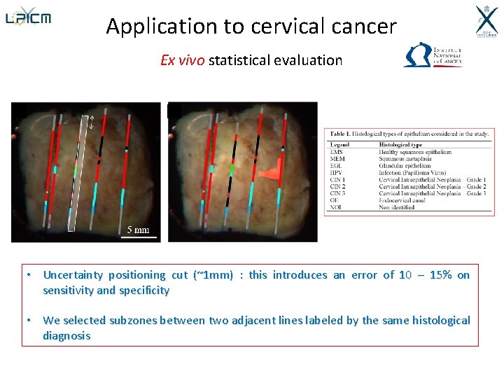 Application to cervical cancer Ex vivo statistical evaluation • Uncertainty positioning cut (~1 mm)