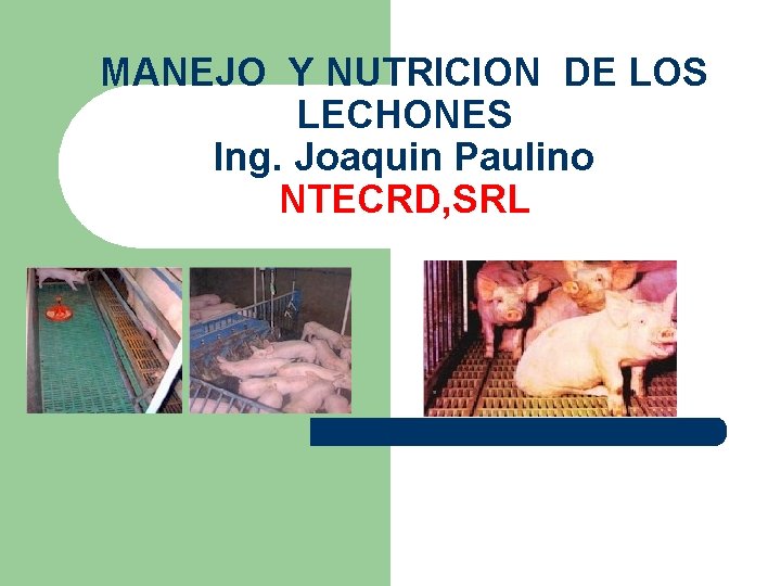 MANEJO Y NUTRICION DE LOS LECHONES Ing. Joaquin Paulino NTECRD, SRL 