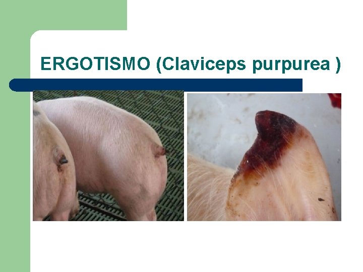 ERGOTISMO (Claviceps purpurea ) 