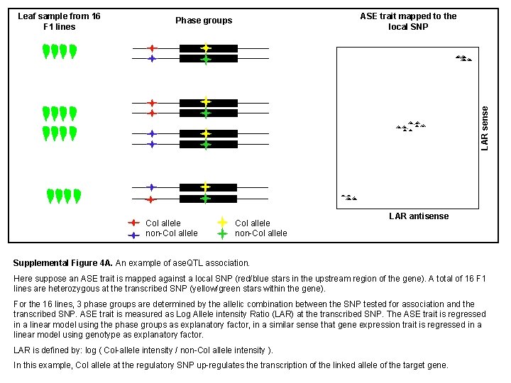 ASE trait mapped to the local SNP Phase groups LAR sense Leaf sample from