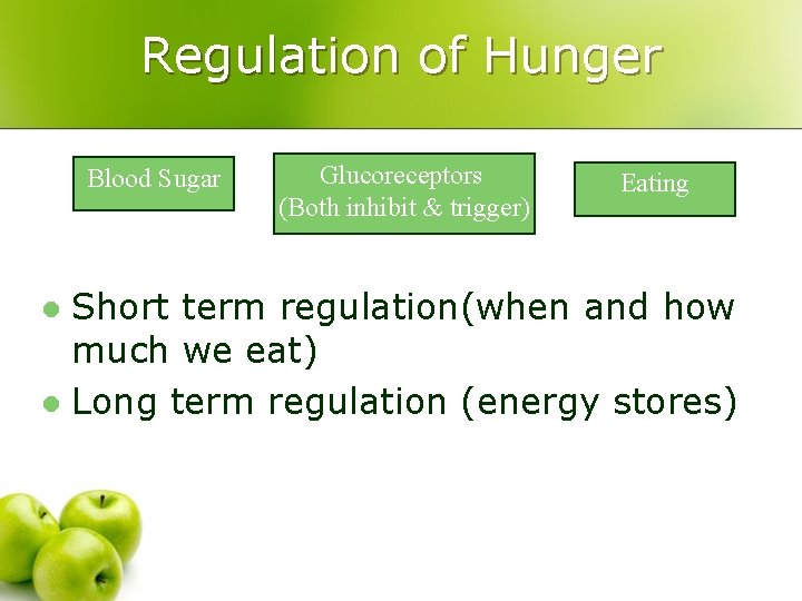 Regulation of Hunger Blood Sugar Glucoreceptors (Both inhibit & trigger) Eating Short term regulation(when