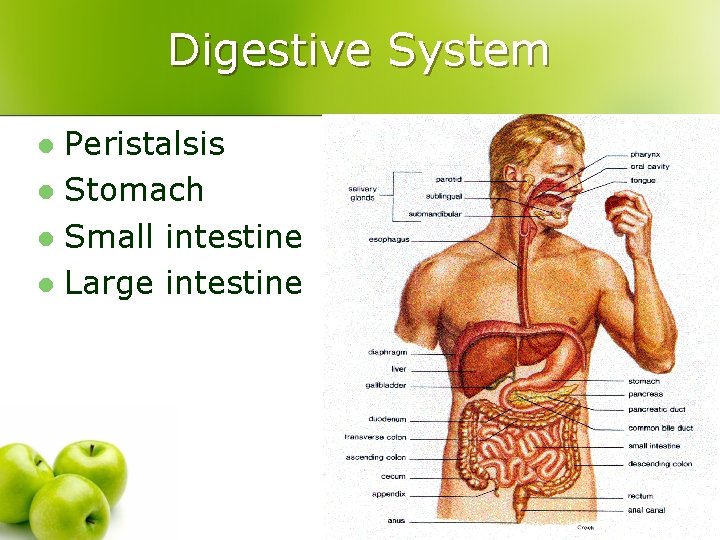 Digestive System Peristalsis l Stomach l Small intestine l Large intestine l 